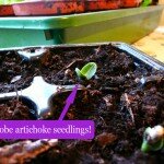 Globe artichoke seedlings: Better late than never