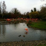 No gardening, so… flamingos. Yeah, you read right